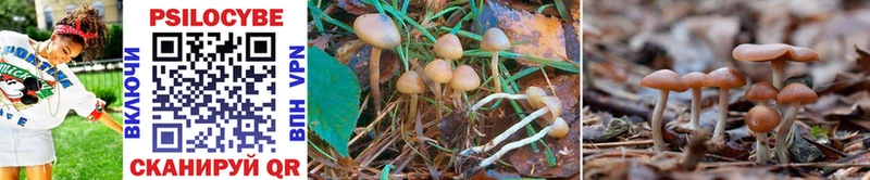 OMG   Полевской  Галлюциногенные грибы Psilocybine cubensis  купить  цена 